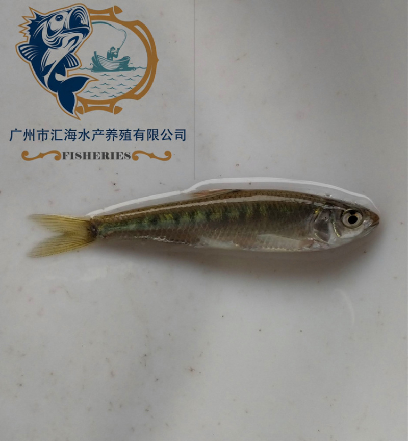 马口鱼苗鳡鱼苗已驯化吃饲料产地直供