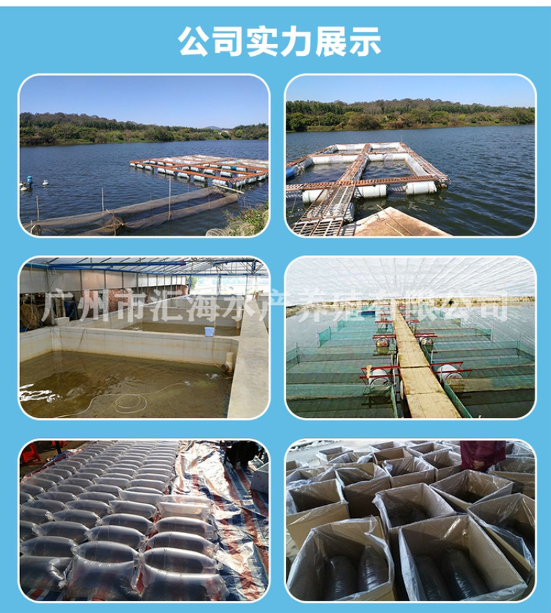 马口鱼苗鳡鱼苗已驯化吃饲料产地直供