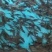杂交鲟鱼苗鲟鱼水花苗鲟鱼规格苗批发零售鲟鱼