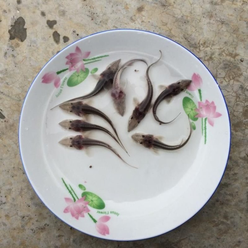 杂交鲟鱼苗鲟鱼水花苗鲟鱼规格苗批发零售鲟鱼