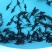 杂交鲟鱼苗鲟鱼水花苗鲟鱼规格苗批发零售鲟鱼