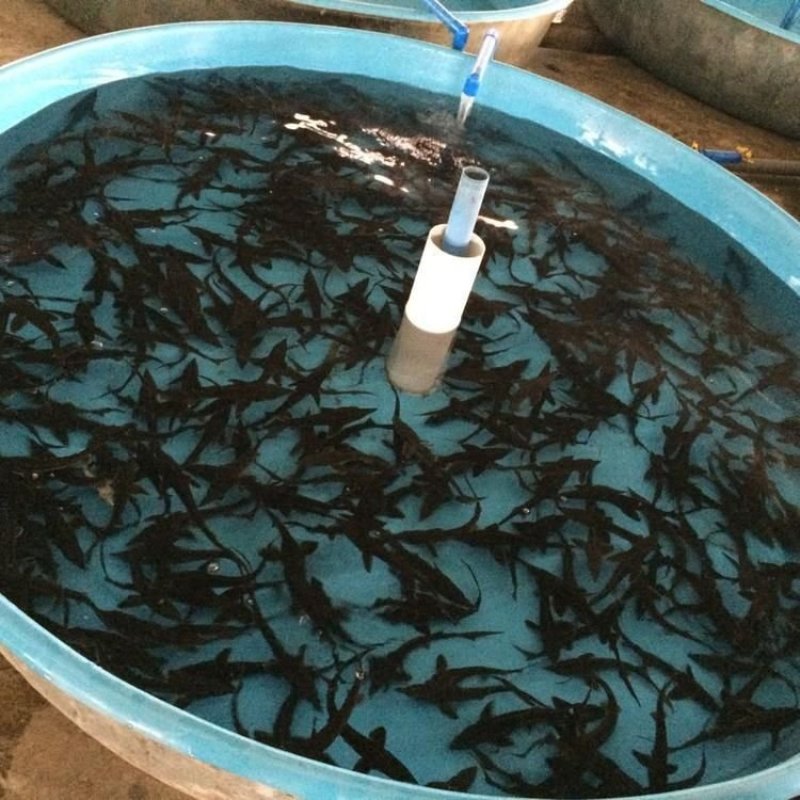 杂交鲟鱼苗鲟鱼水花苗鲟鱼规格苗批发零售鲟鱼