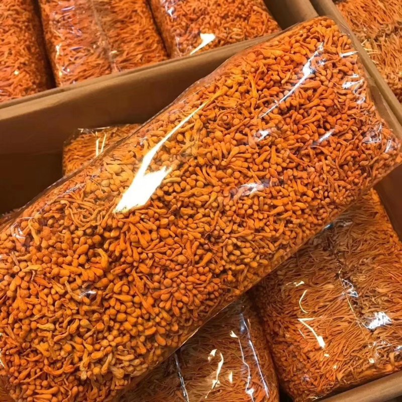 虫草花袋装批发可供大货产地直销量大从优
