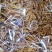 虫草花袋装批发可供大货产地直销量大从优