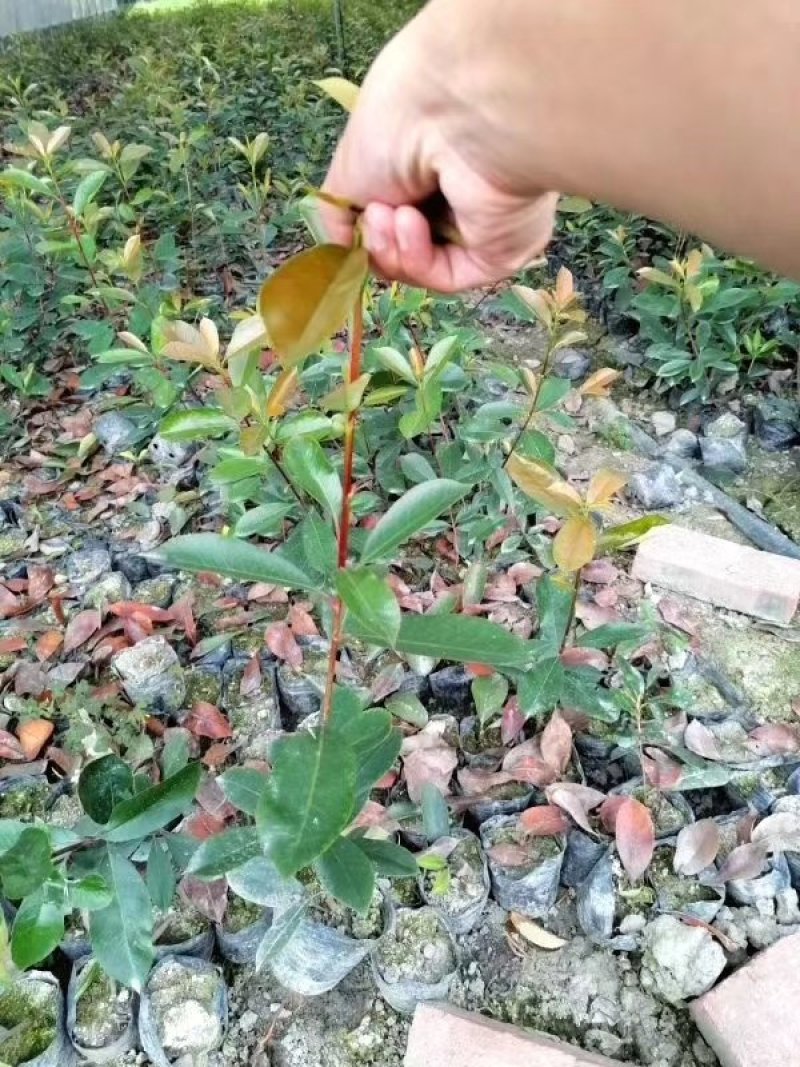 大量出售红叶石楠杯苗，高30-50厘米，成都货源