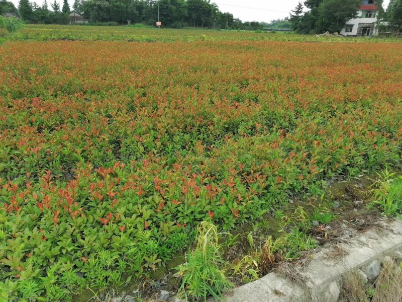 大量出售红叶石楠杯苗，高30-50厘米，成都货源