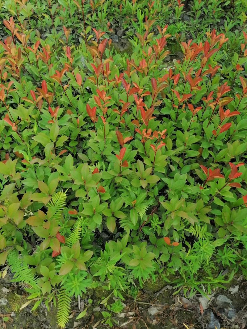 大量出售红叶石楠杯苗，高30-50厘米，成都货源