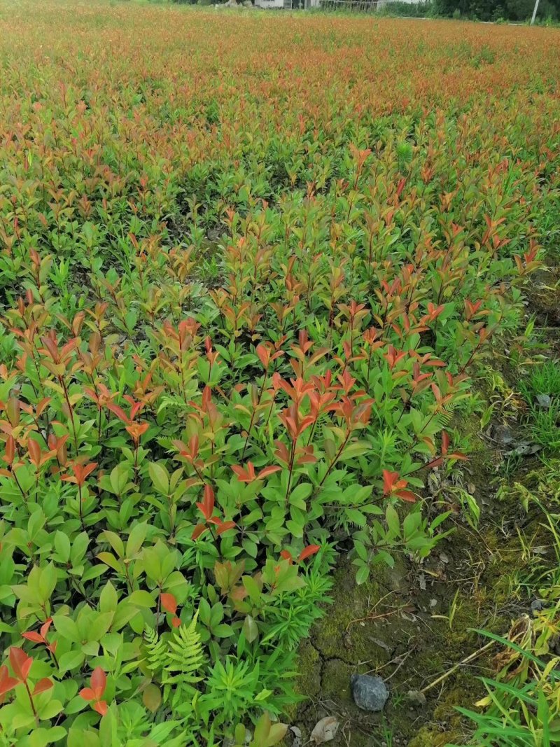 大量出售红叶石楠杯苗，高30-50厘米，成都货源