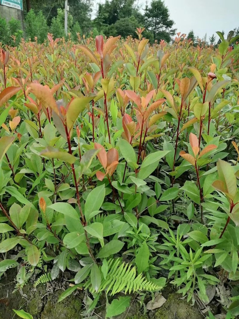 大量出售红叶石楠杯苗，高30-50厘米，成都货源