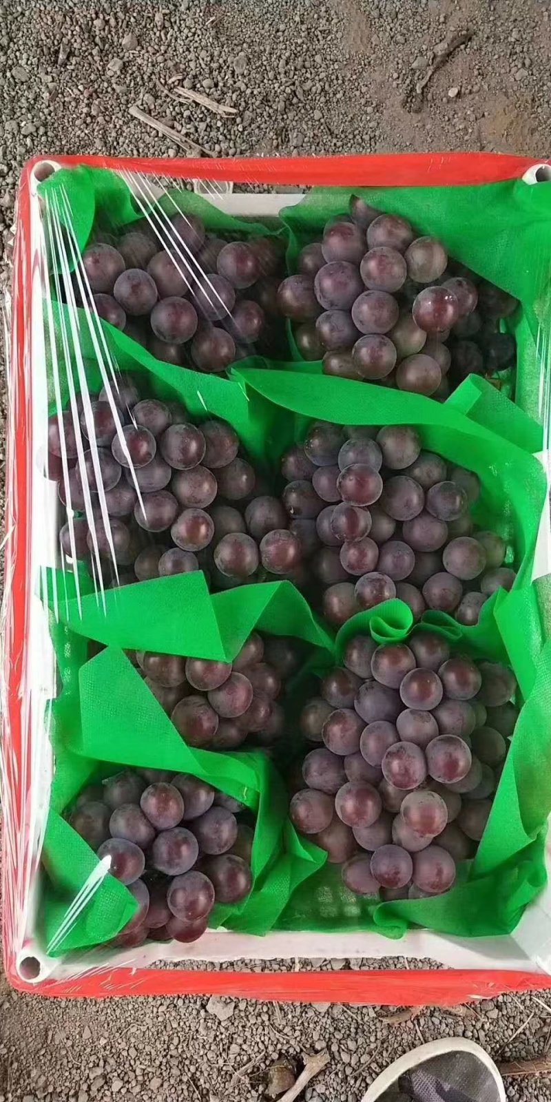 河北乒乓球大量上市欢迎新老客户前来采购。