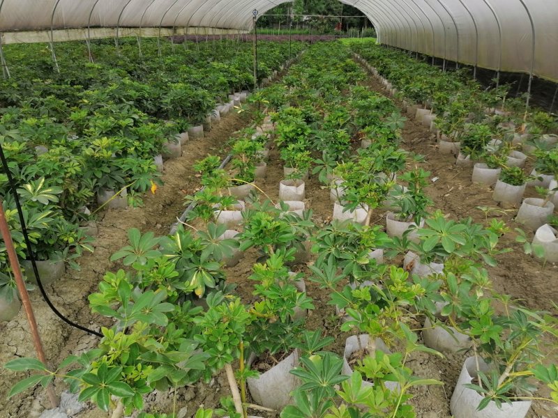 产地批发鸭脚木，低碳生活鸭脚木空气净化鸭脚木
