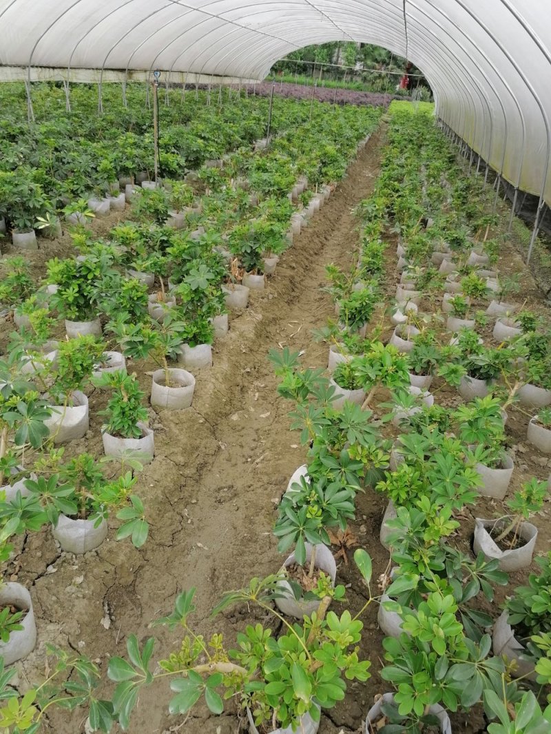 产地批发鸭脚木，低碳生活鸭脚木空气净化鸭脚木