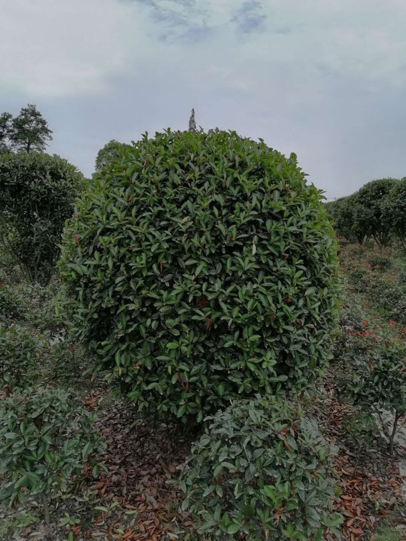 红叶石楠，精品红叶石楠球，