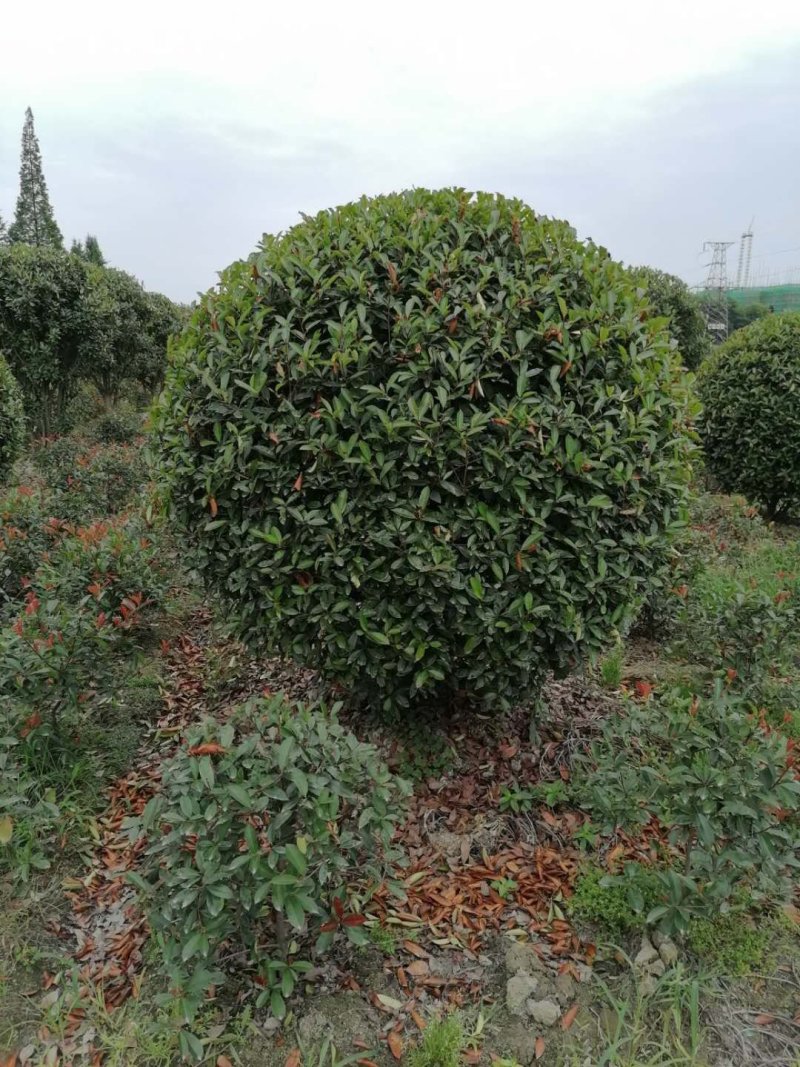 红叶石楠，精品红叶石楠球，