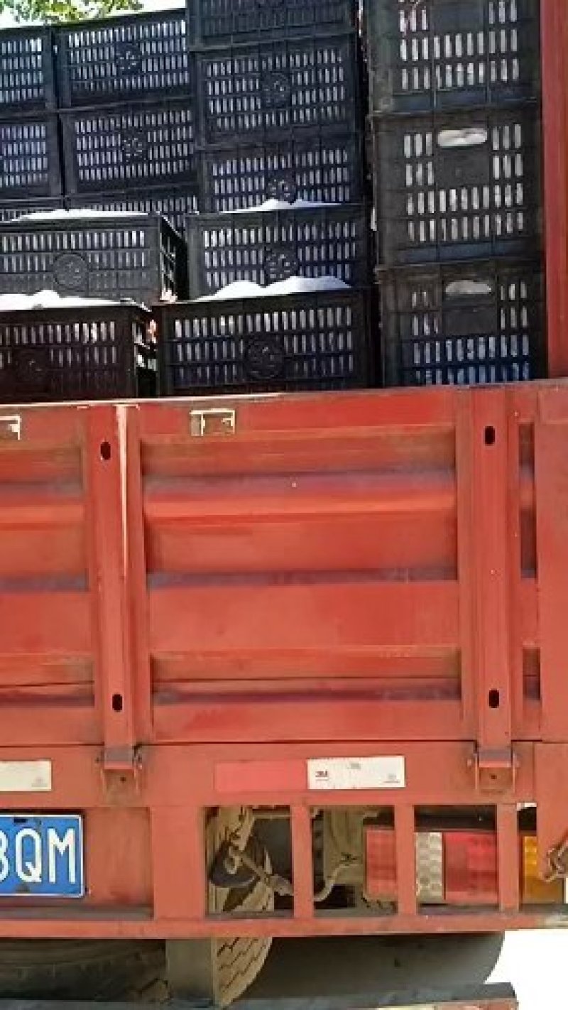 河南南阳天台，六月红李子六月紫李子产地直供货源充足