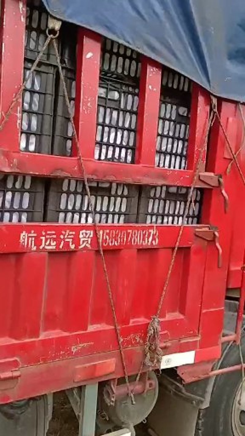 河南南阳天台，六月红李子六月紫李子产地直供货源充足