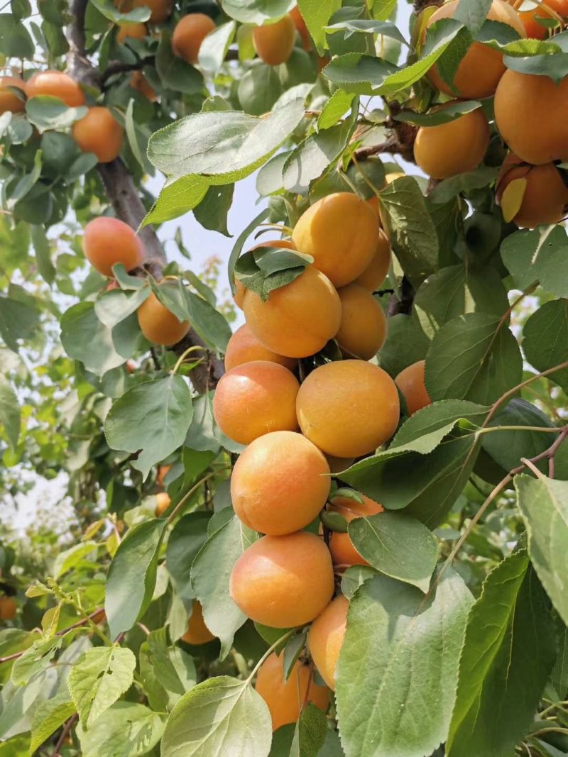 玫香蜜杏苗，早金燕蜜杏，丰圆红杏，本省包邮