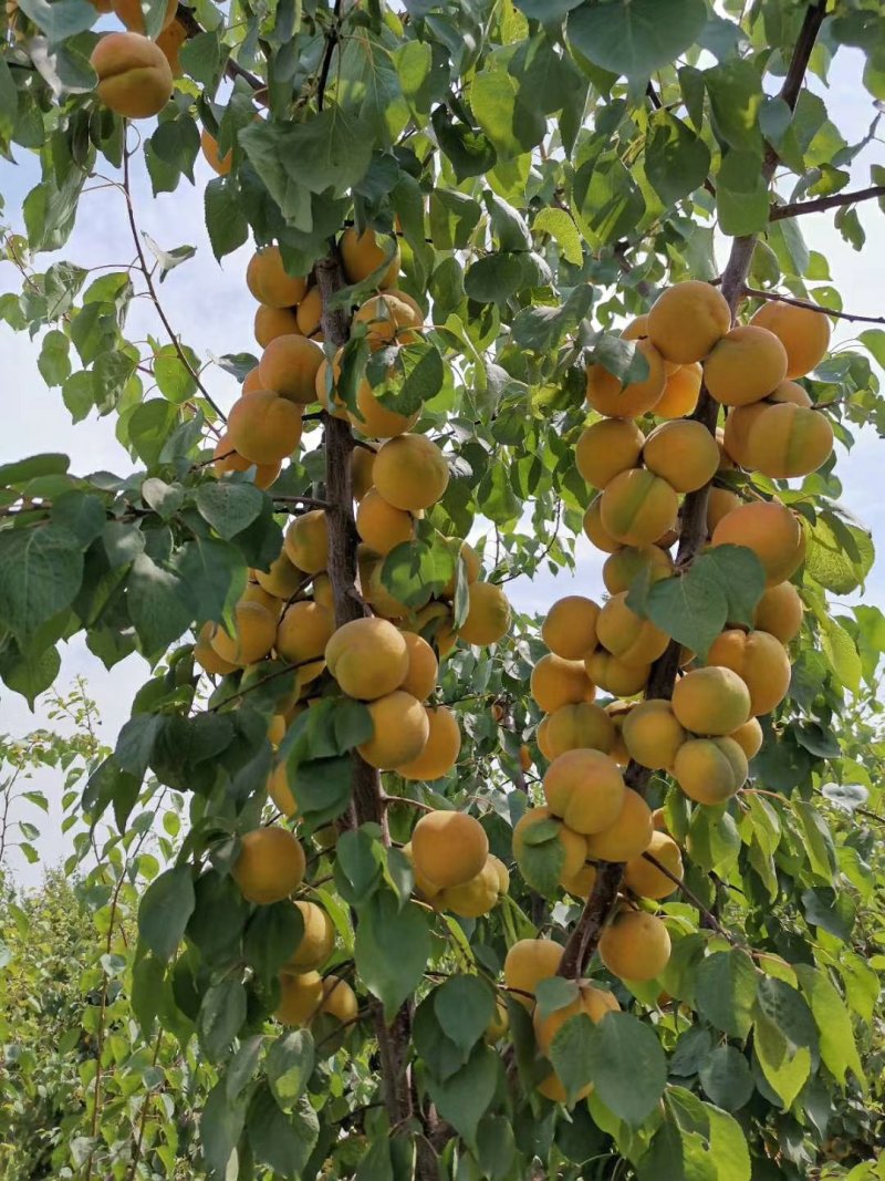 玫香蜜杏苗，早金燕蜜杏，丰圆红杏，本省包邮
