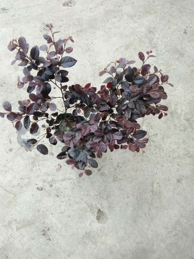 精品红花继木，红花继木杯苗，
