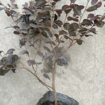 精品红花继木，红花继木杯苗，
