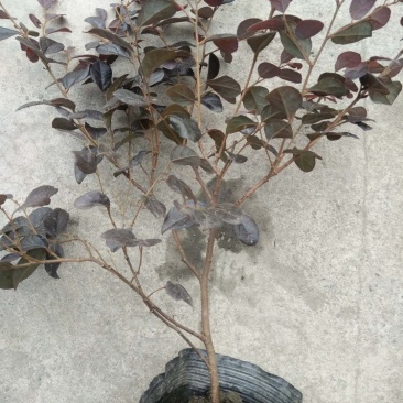 精品红花继木，红花继木杯苗，