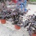 精品红花继木，红花继木杯苗，