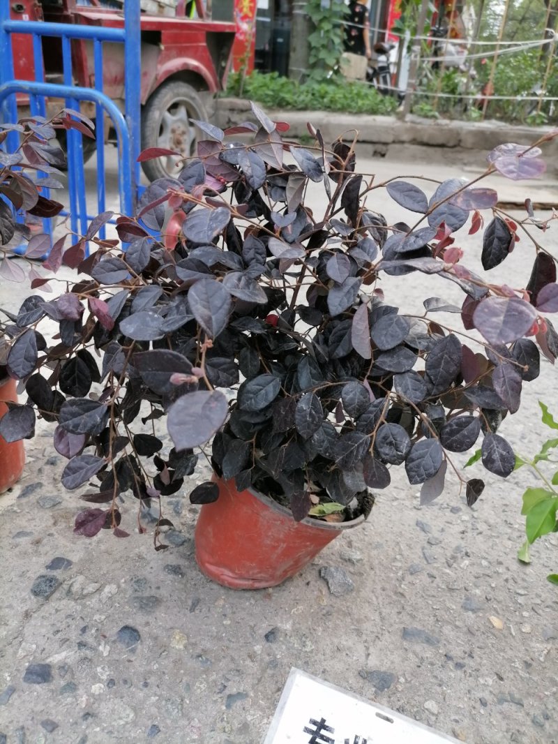 精品红花继木，红花继木杯苗，