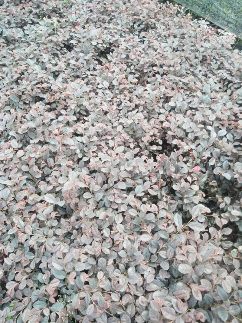 精品红花继木，红花继木杯苗，