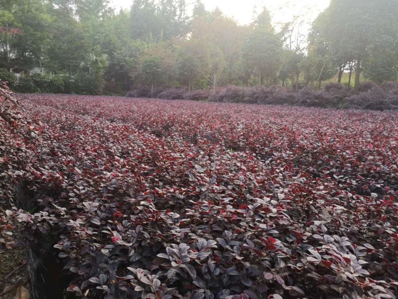 精品红花继木，红花继木杯苗，