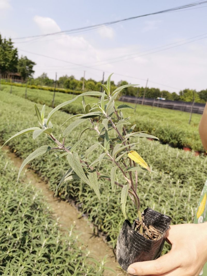 出售墨西哥鼠尾草大杯小杯，株高2-25公分鼠尾草成都基地