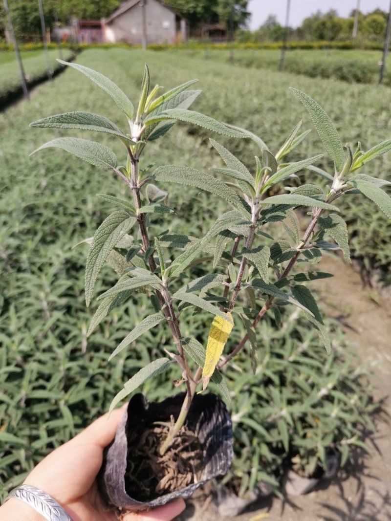 出售墨西哥鼠尾草大杯小杯，株高2-25公分鼠尾草成都基地