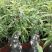 出售墨西哥鼠尾草大杯小杯，株高2-25公分鼠尾草成都基地