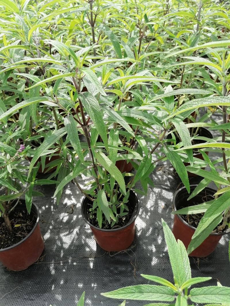 出售墨西哥鼠尾草大杯小杯，株高2-25公分鼠尾草成都基地