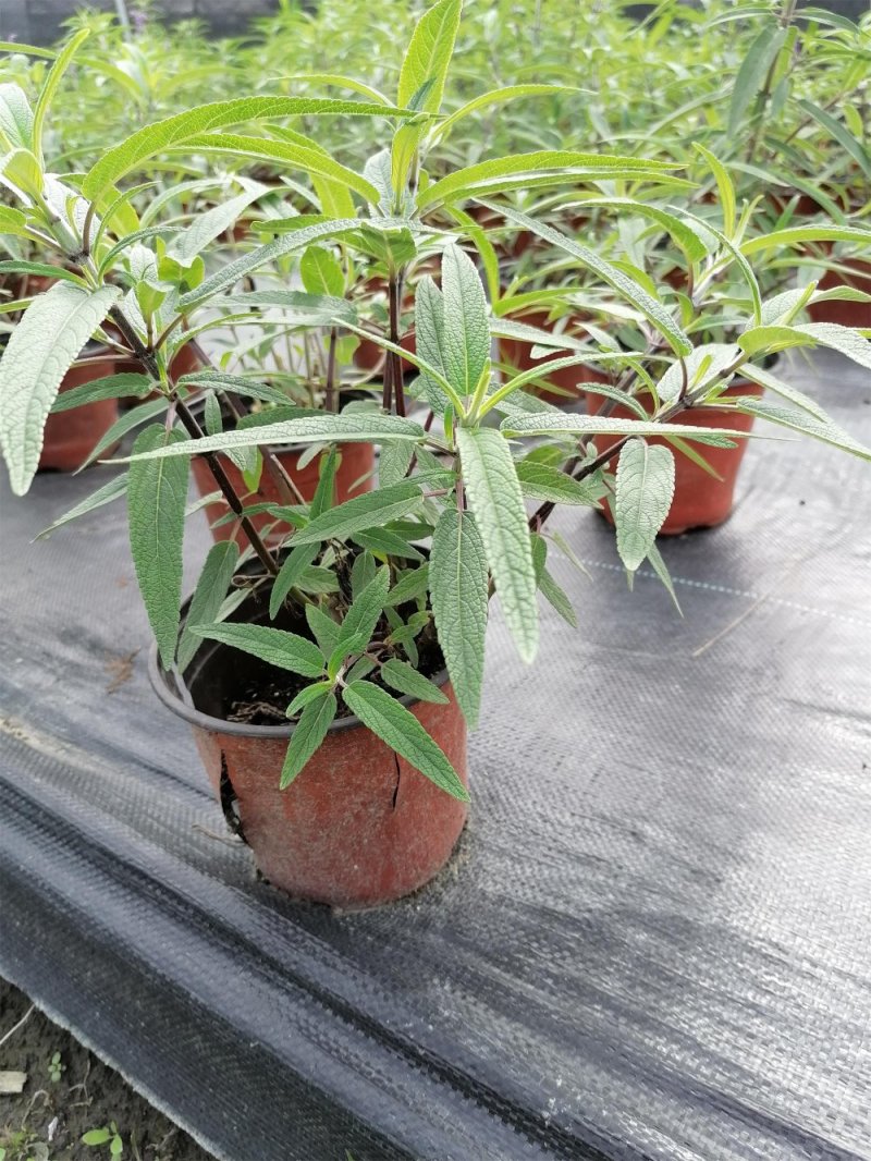 出售墨西哥鼠尾草大杯小杯，株高2-25公分鼠尾草成都基地