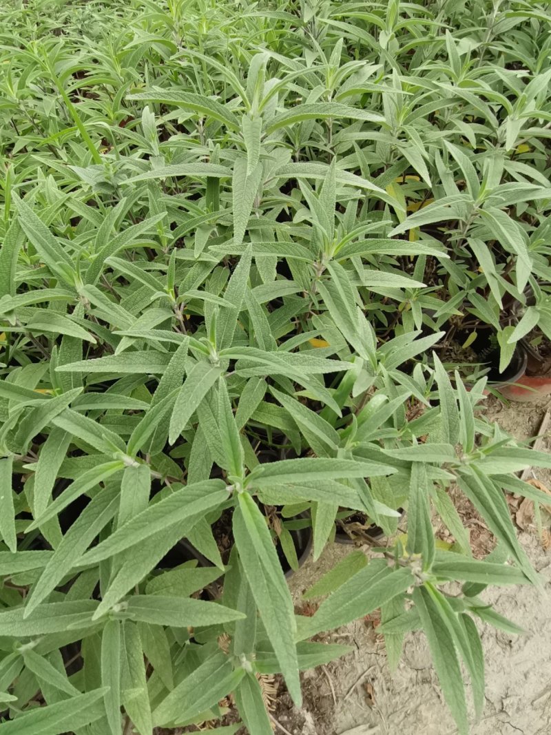 出售墨西哥鼠尾草大杯小杯，株高2-25公分鼠尾草成都基地