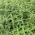 出售墨西哥鼠尾草大杯小杯，株高2-25公分鼠尾草成都基地