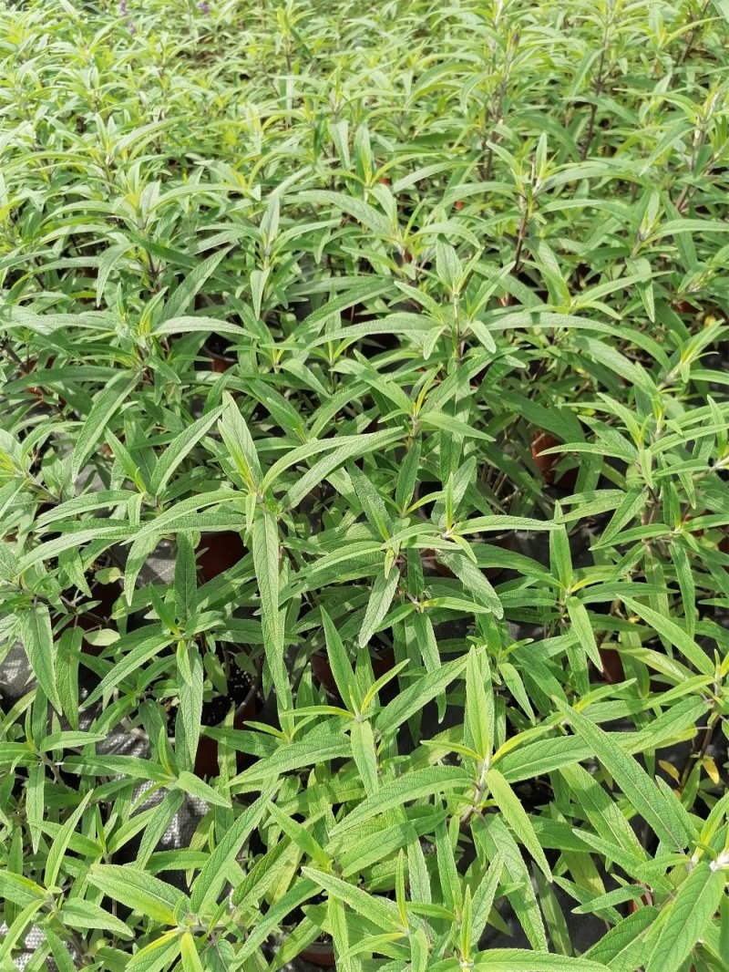 出售墨西哥鼠尾草大杯小杯，株高2-25公分鼠尾草成都基地