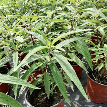 出售墨西哥鼠尾草大杯小杯，株高2-25公分鼠尾草成都基地