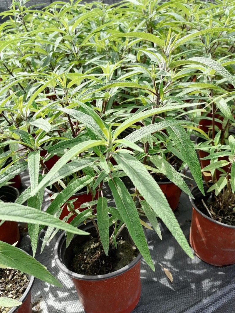 出售墨西哥鼠尾草大杯小杯，株高2-25公分鼠尾草成都基地