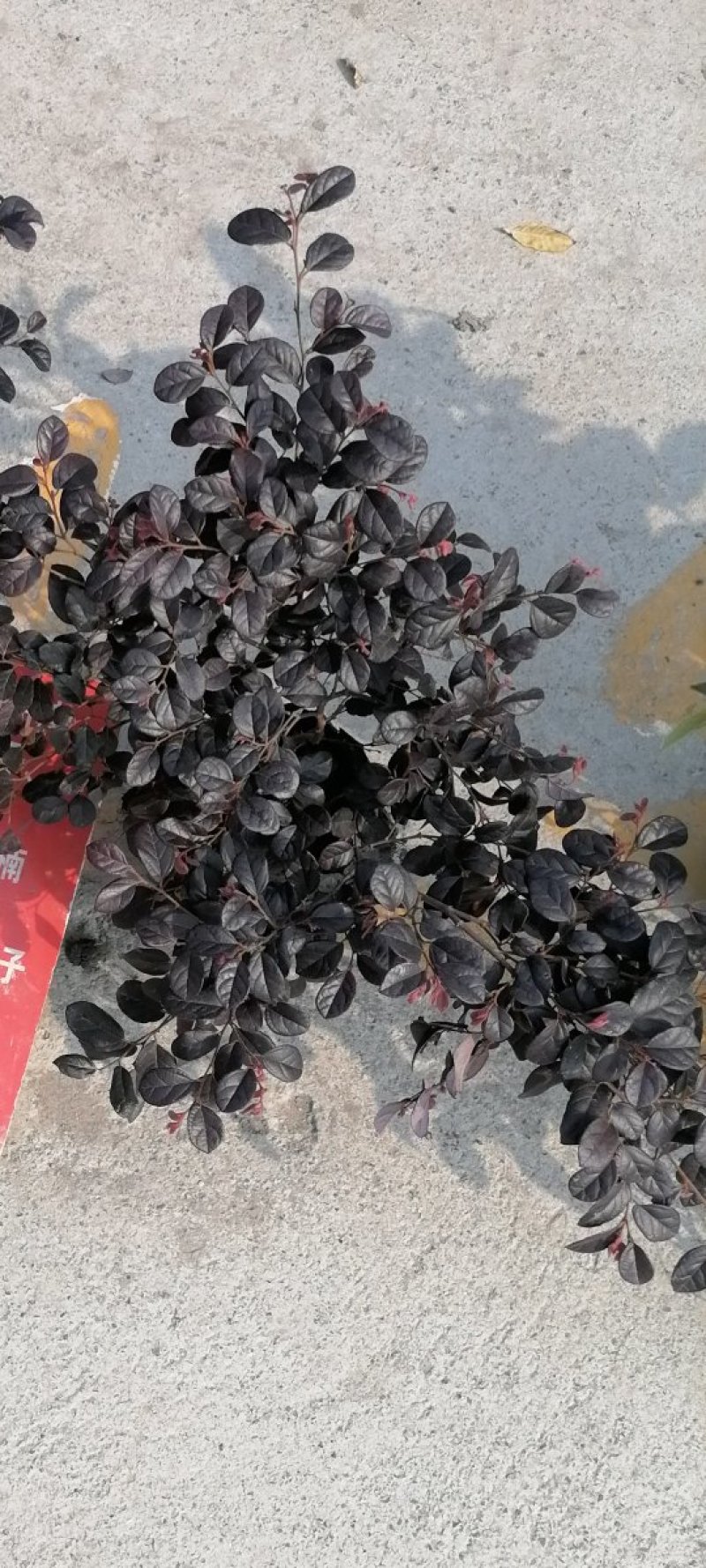 精品红花继木，红花继木杯苗，