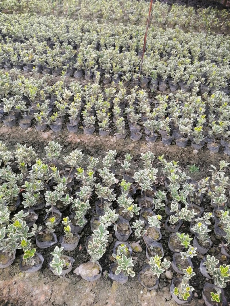 出售金边黄杨苗，金边黄杨苗杯苗基地直销