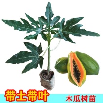 木瓜苗南方嫁接果苗当厂家发货