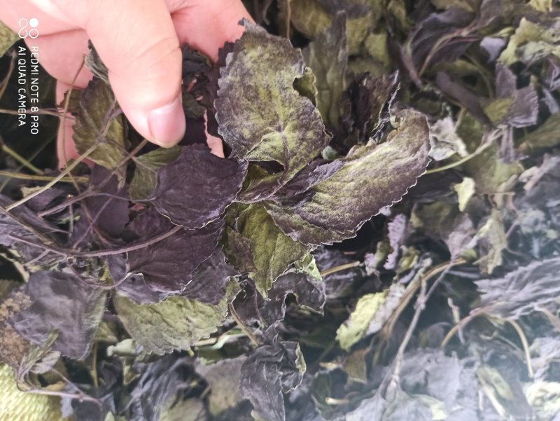中药材紫苏叶别名苏叶赤苏紫苏皱苏尖苏香苏叶鸡冠紫苏子