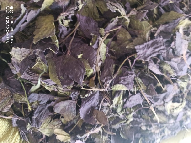 中药材紫苏叶别名苏叶赤苏紫苏皱苏尖苏香苏叶鸡冠紫苏子