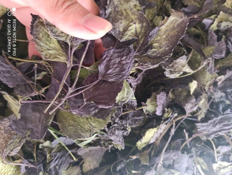 中药材紫苏叶别名苏叶赤苏紫苏皱苏尖苏香苏叶鸡冠紫苏子