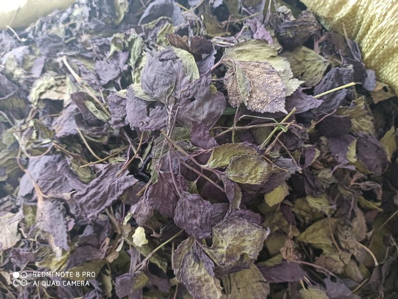 中药材紫苏叶别名苏叶赤苏紫苏皱苏尖苏香苏叶鸡冠紫苏子