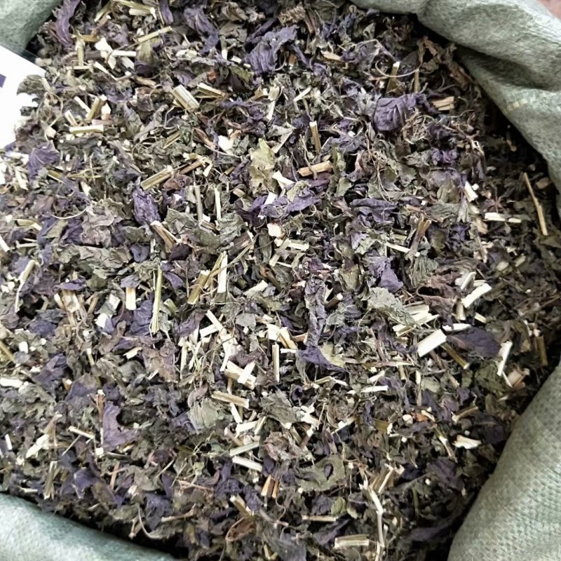 中药材紫苏叶别名苏叶赤苏紫苏皱苏尖苏香苏叶鸡冠紫苏子