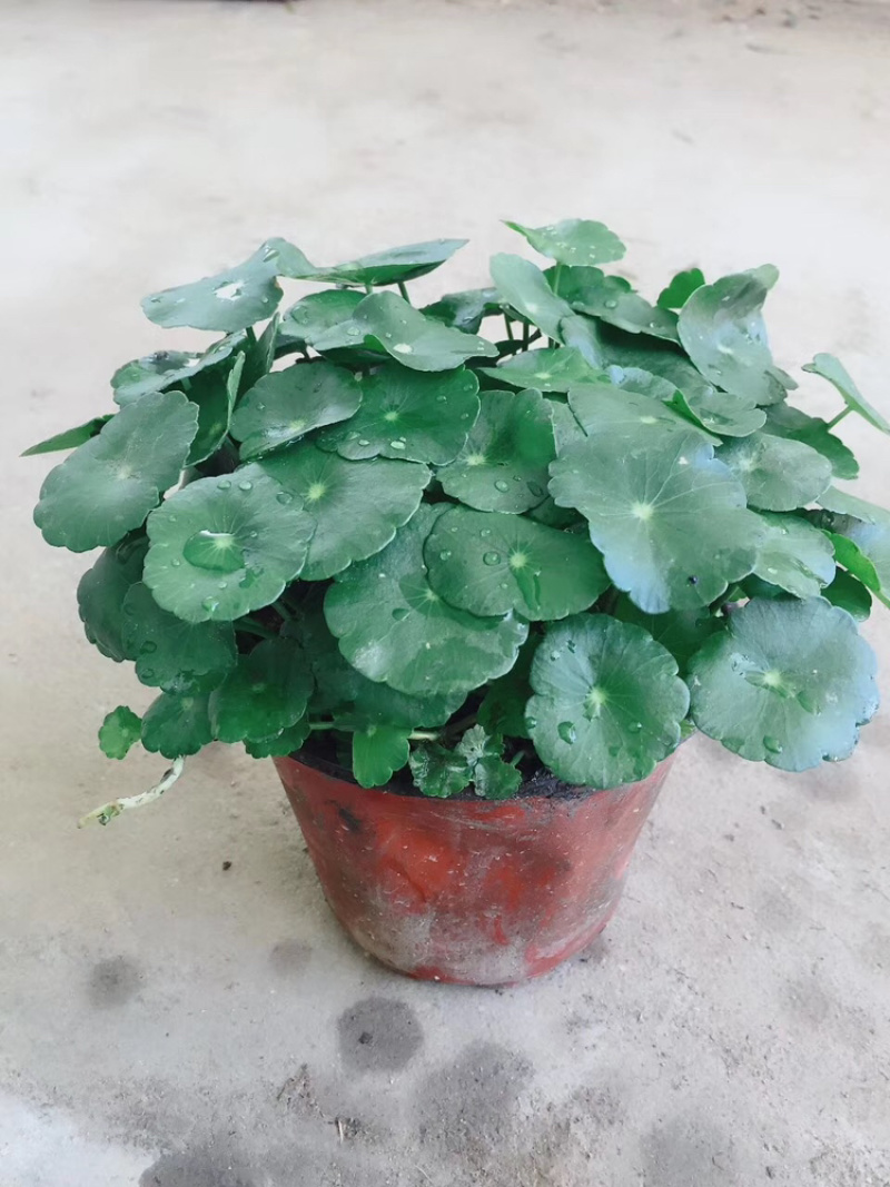 铜钱草
