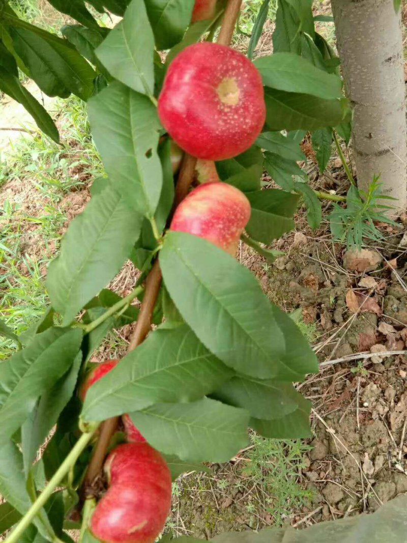 油蟠桃