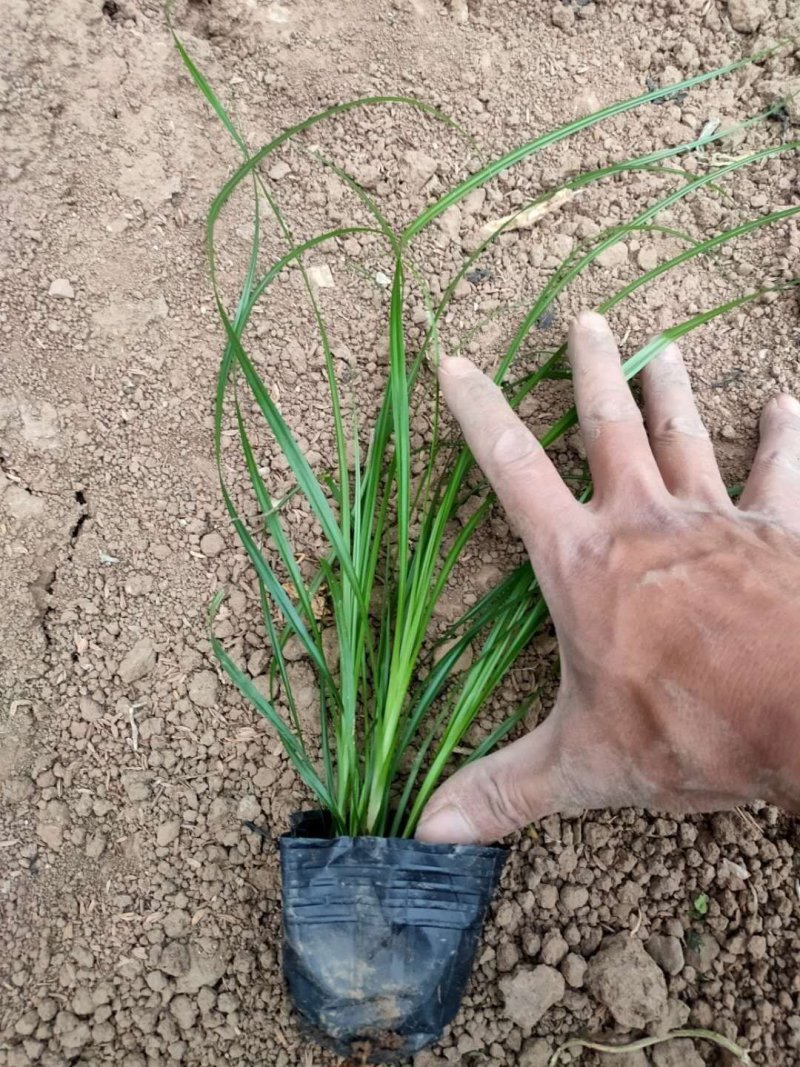 青绿苔草青州直销可视频看货支持线上保障交易